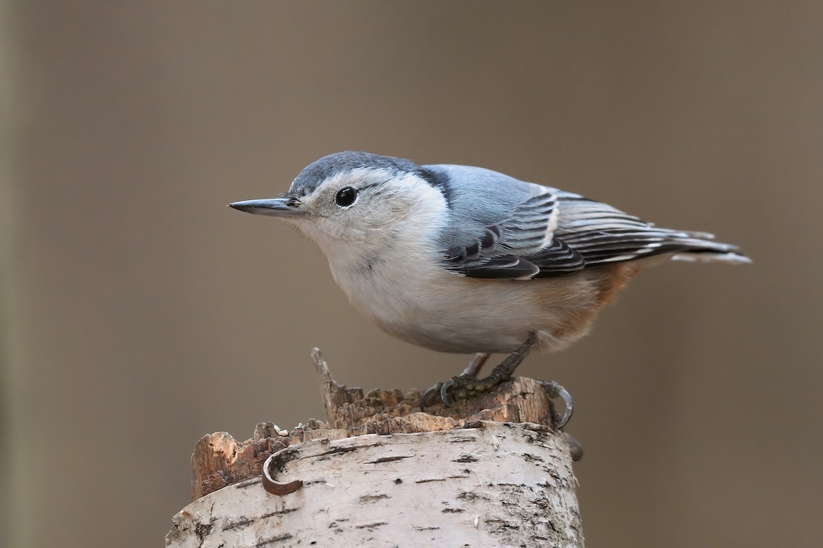 White-breasted Nuthatch - ML383107211