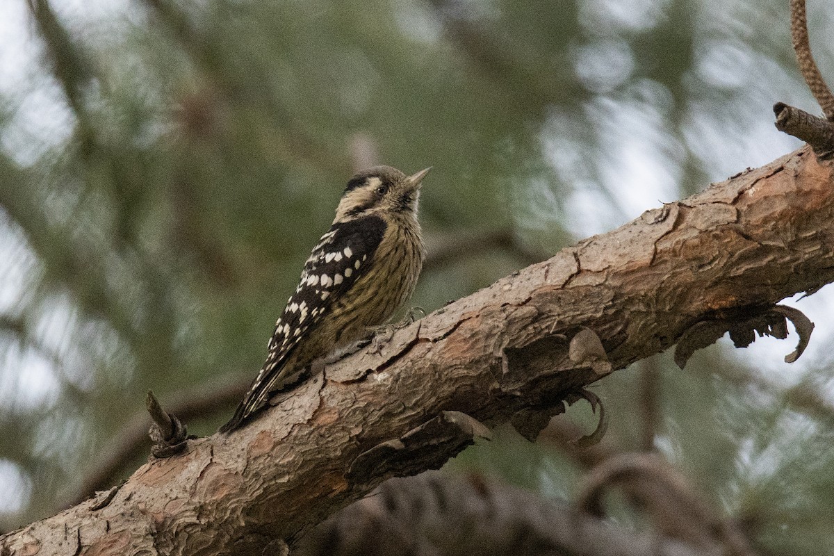 Gray-capped Pygmy Woodpecker - ML383110321