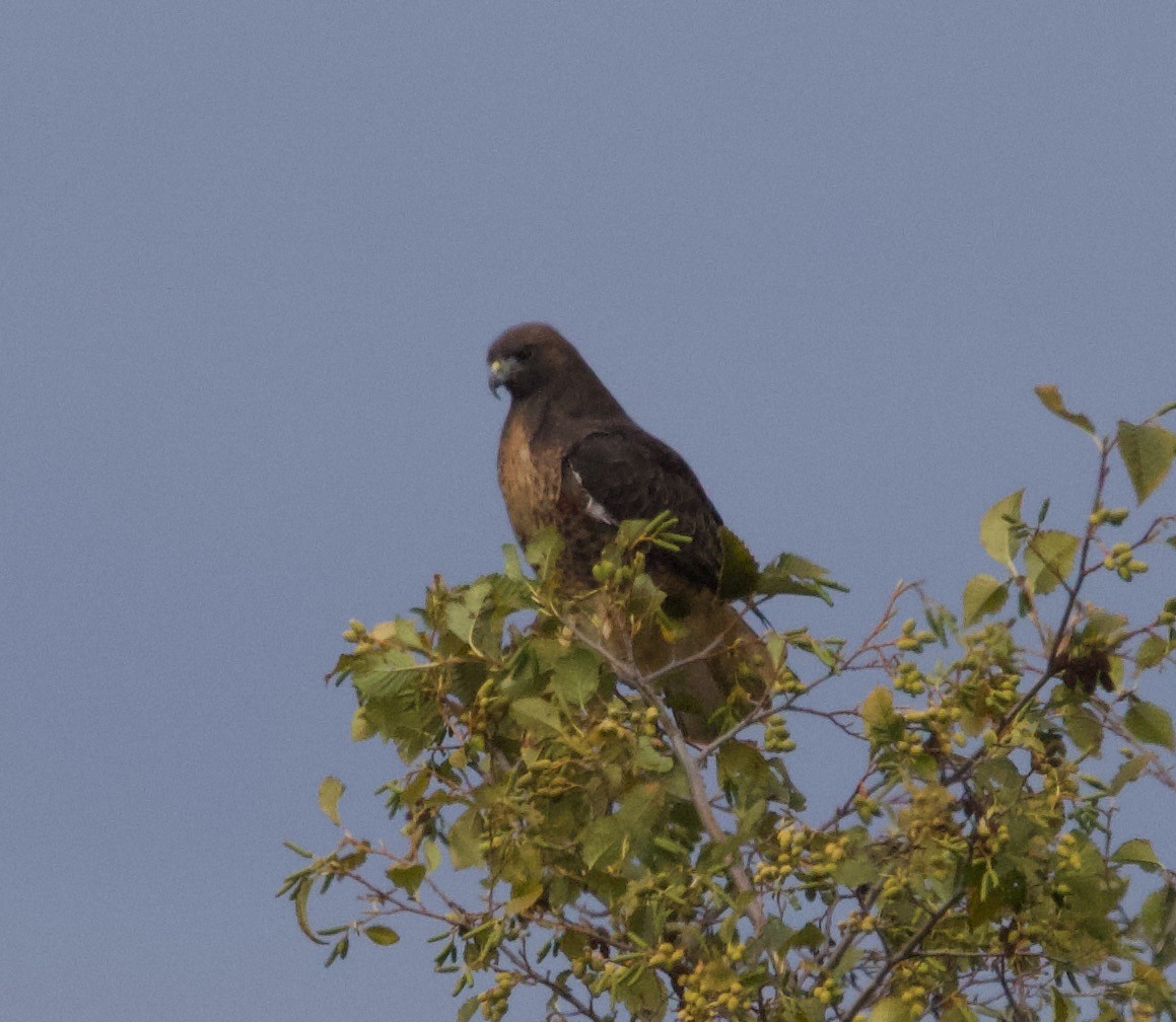 Red-tailed Hawk (calurus/alascensis) - ML383119931