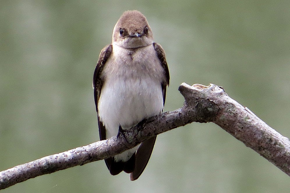 Northern Rough-winged Swallow - Jeff Culler