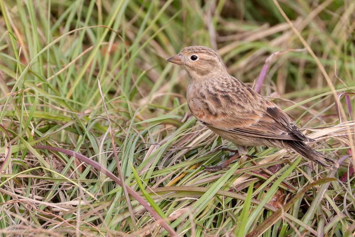 Thick-billed Longspur - ML383122441