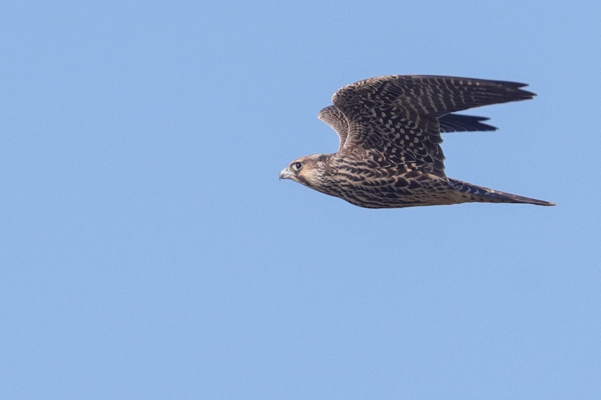 Peregrine Falcon (Tundra) - Martina Nordstrand