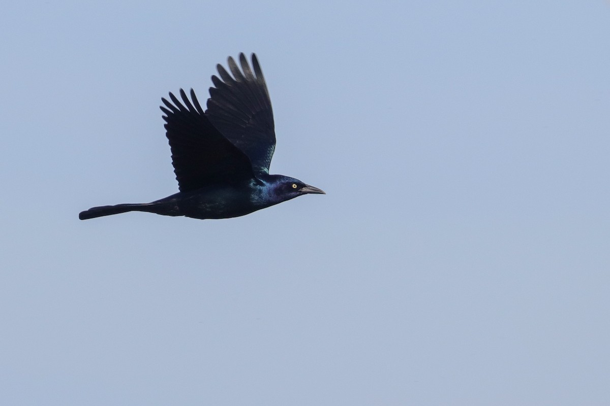 Boat-tailed Grackle - ML383123461