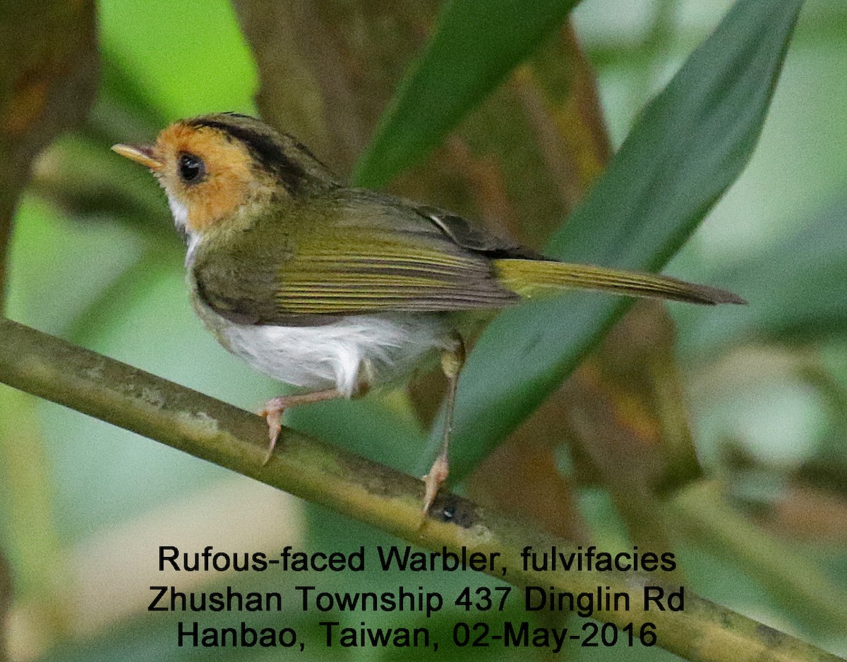 Rufous-faced Warbler - ML38312381