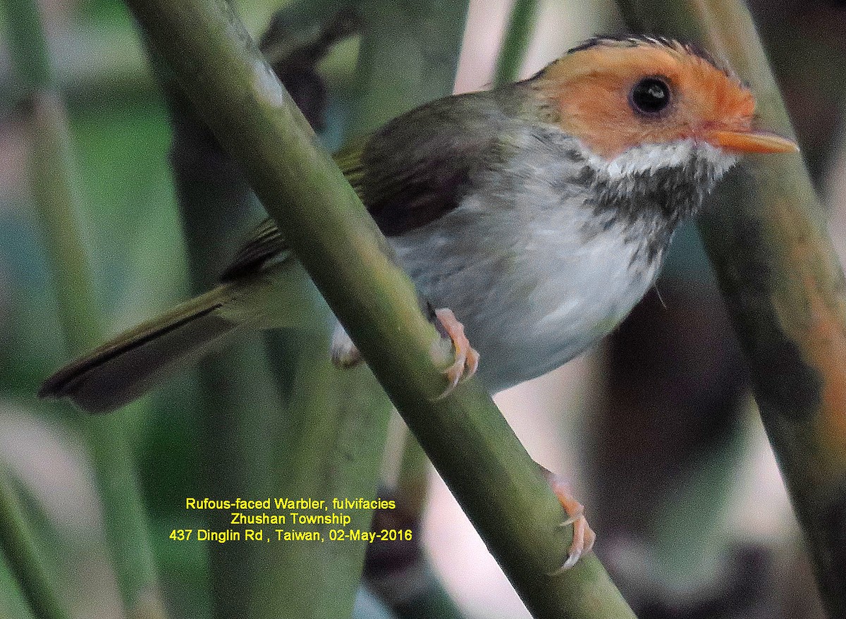 Rufous-faced Warbler - ML38312421
