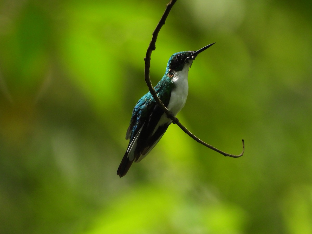 kolibřík černouchý - ML383124381