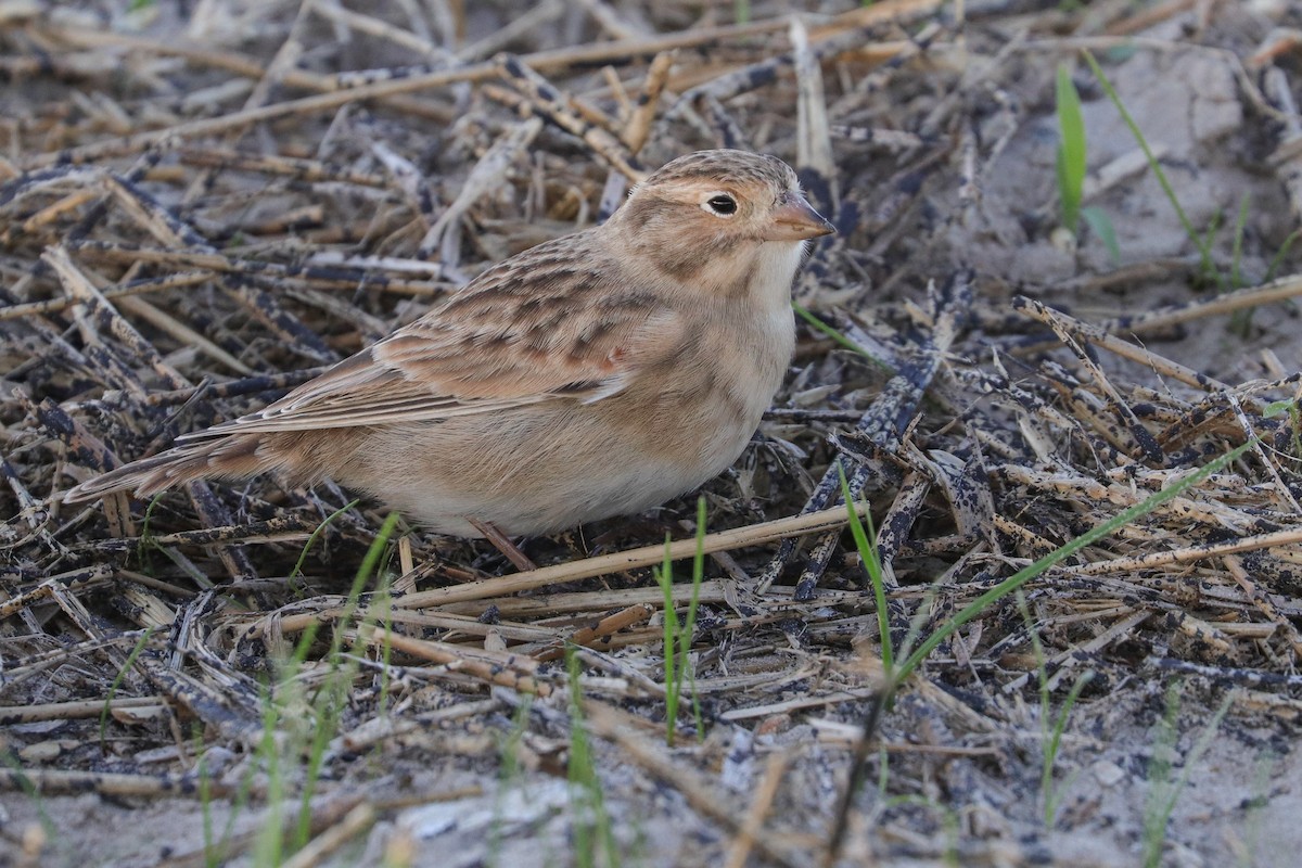 Thick-billed Longspur - ML383124681
