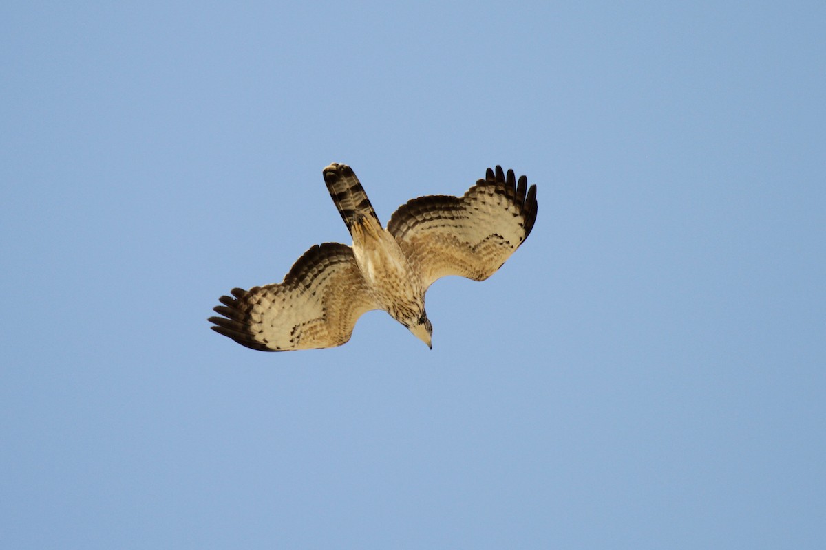 Oriental Honey-buzzard (Northern) - ML383125511