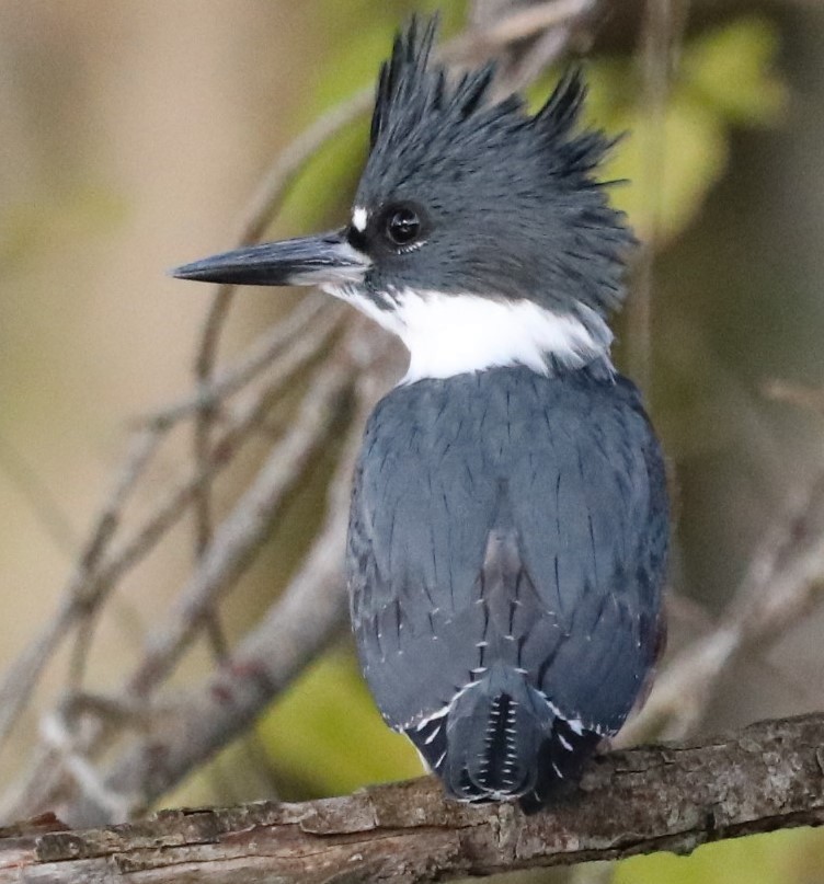 Belted Kingfisher - ML383126331
