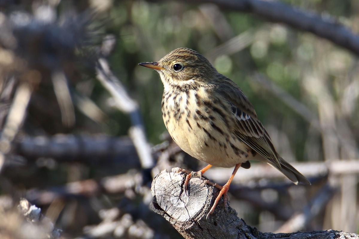 Meadow Pipit - ML383128871