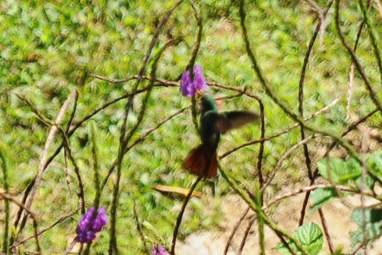 Rufous-tailed Hummingbird - John Doty