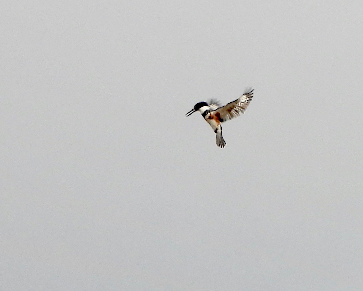 Belted Kingfisher - ML383132521