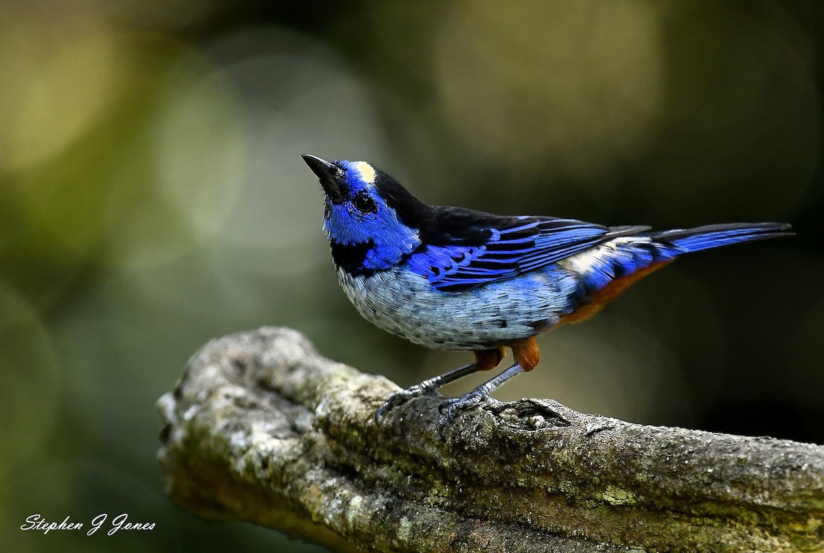 Opal-rumped Tanager (Silver-breasted) - Stephen Jones