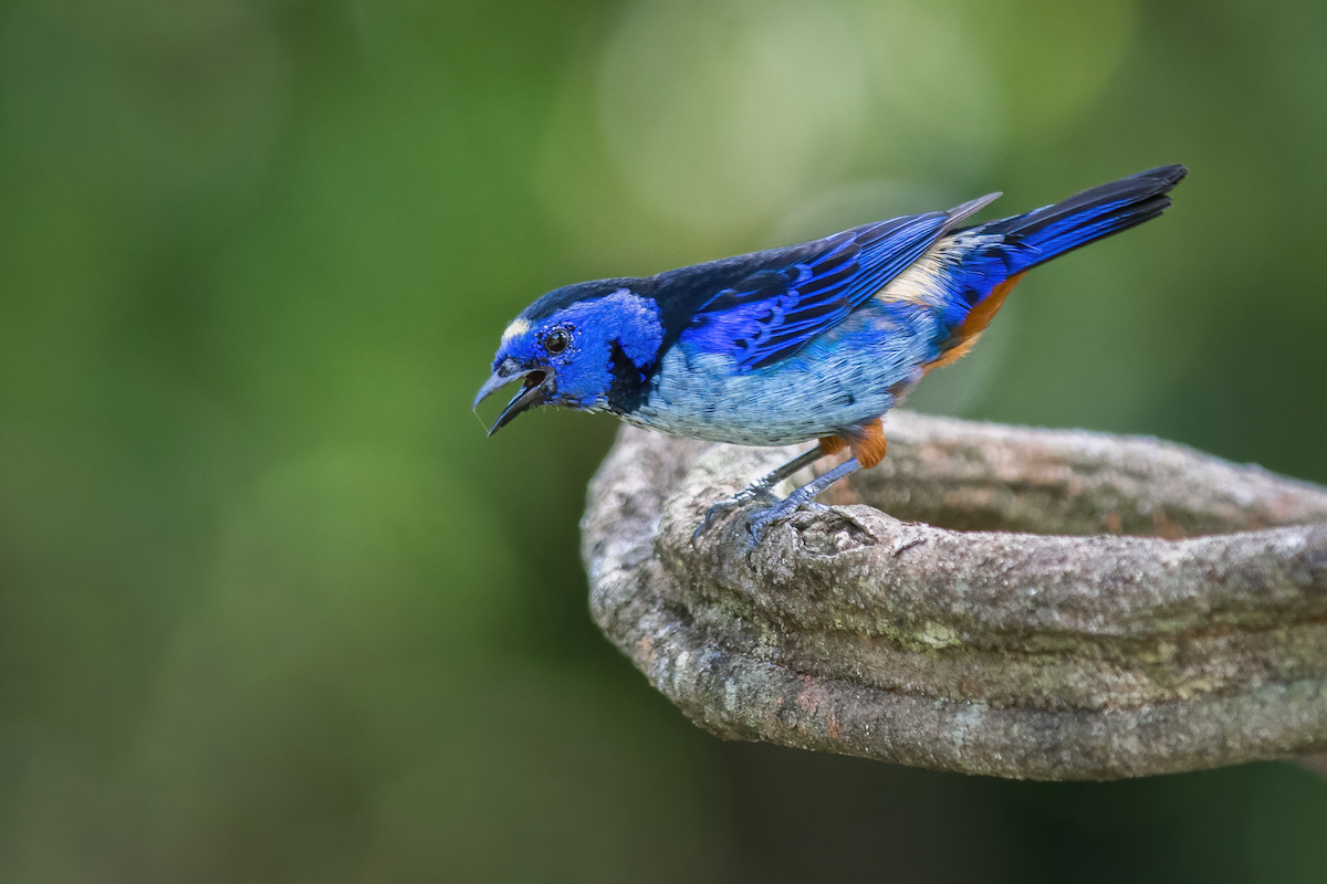 Opal-rumped Tanager (Silver-breasted) - Lucas Carvalho