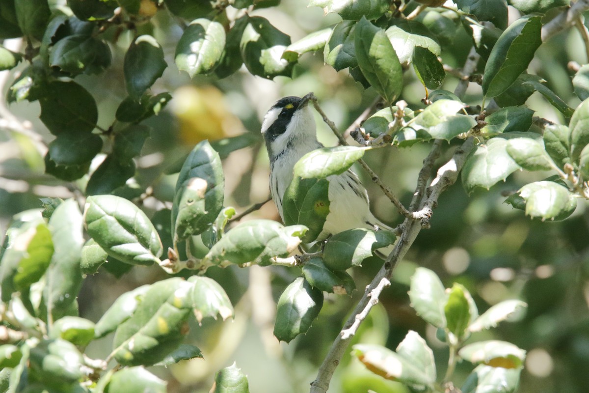 Black-throated Gray Warbler - ML383139941