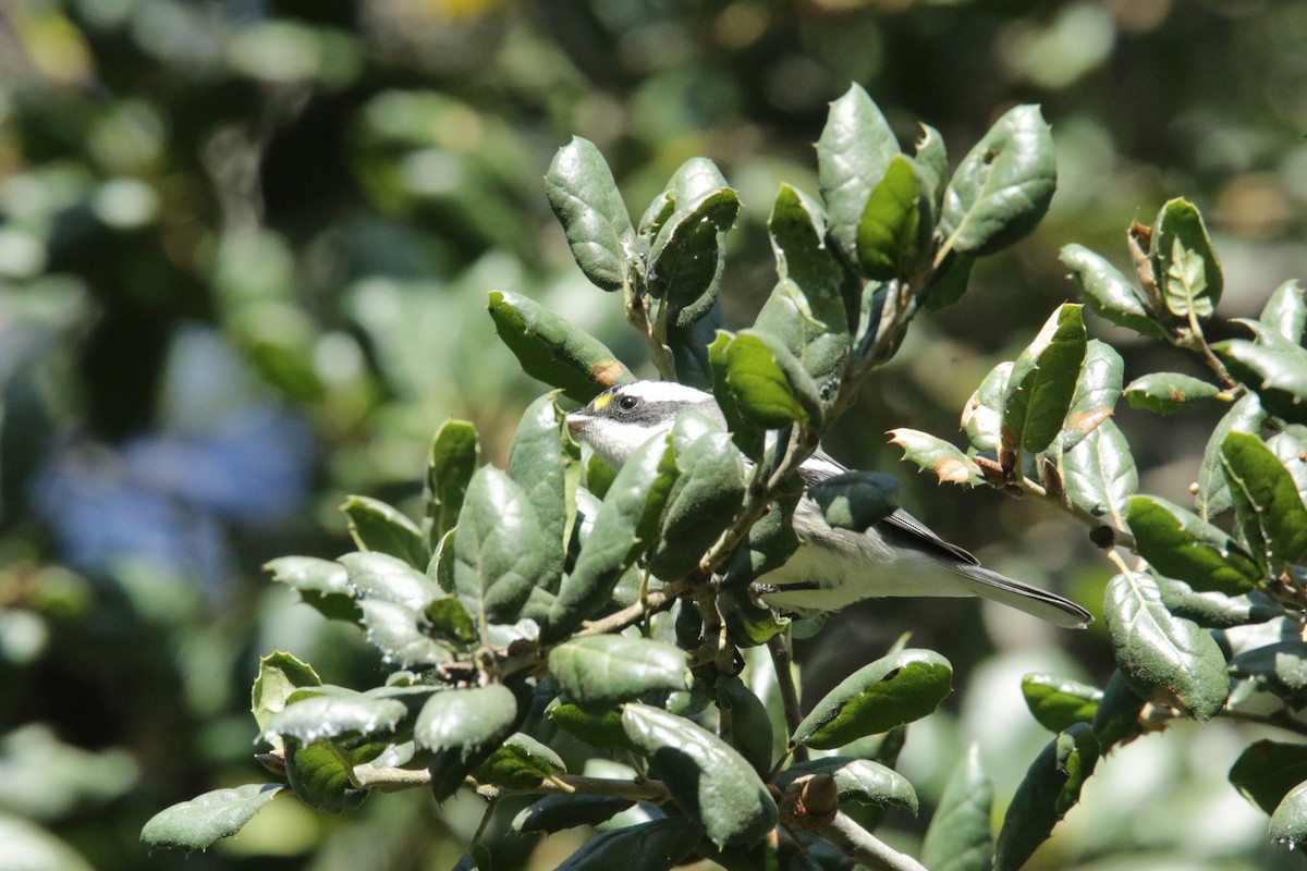 Black-throated Gray Warbler - ML383139981