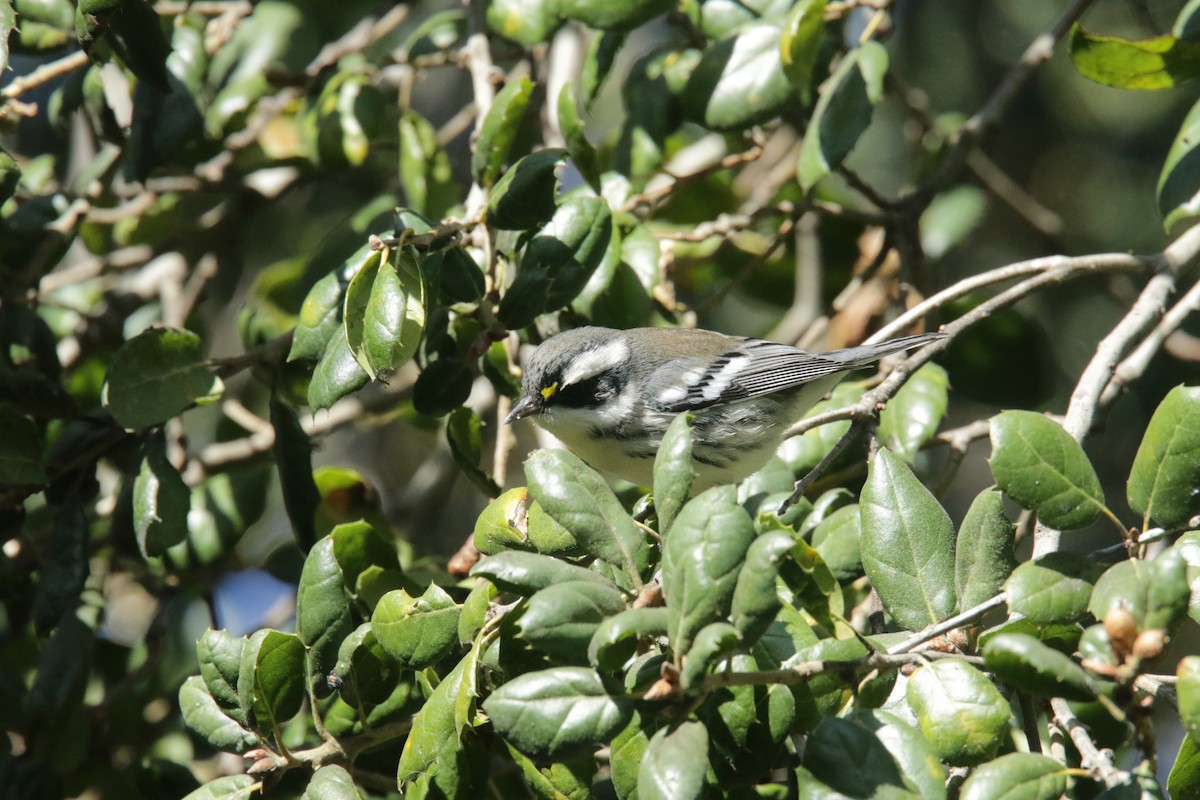 Black-throated Gray Warbler - ML383140021