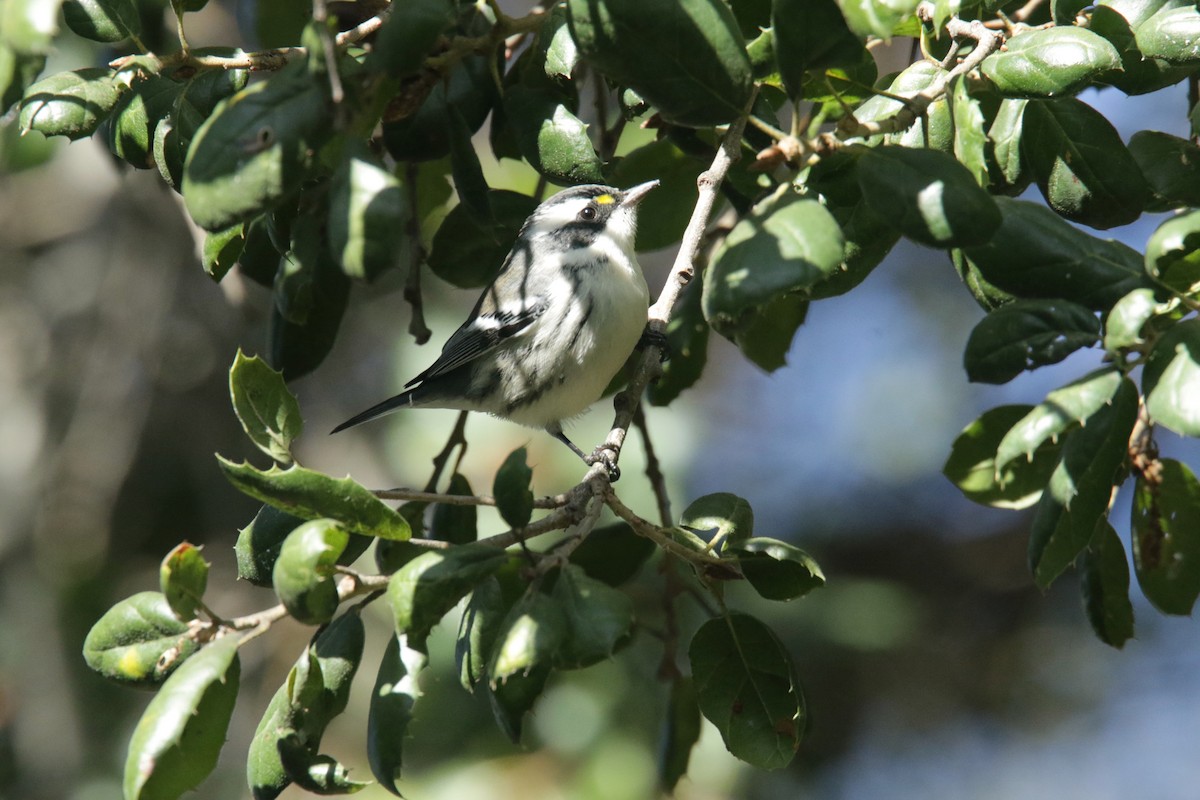 Black-throated Gray Warbler - ML383140191