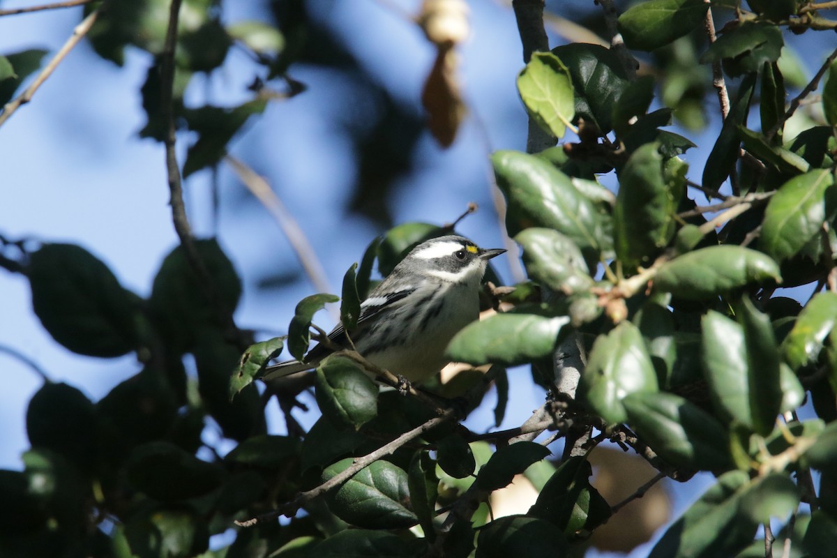 Black-throated Gray Warbler - ML383140241