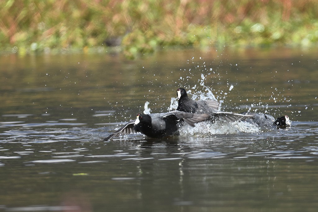 American Coot (Red-shielded) - ML383140331