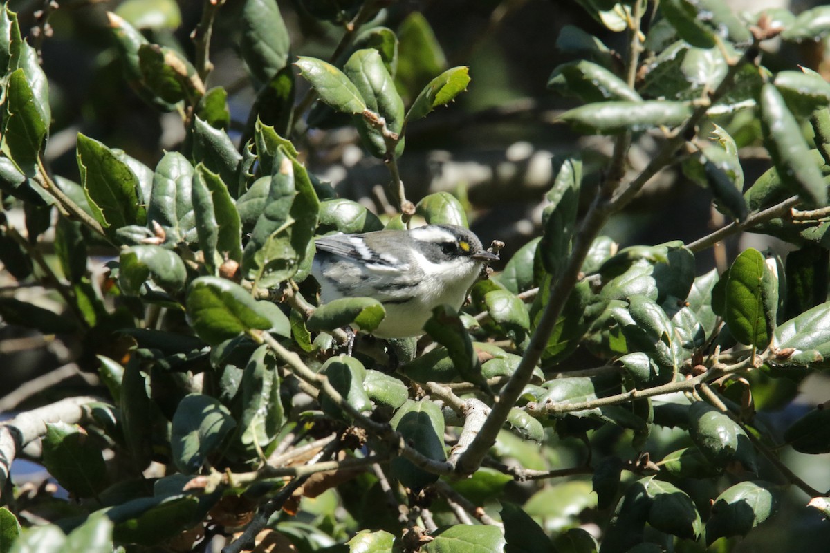 Black-throated Gray Warbler - ML383140341