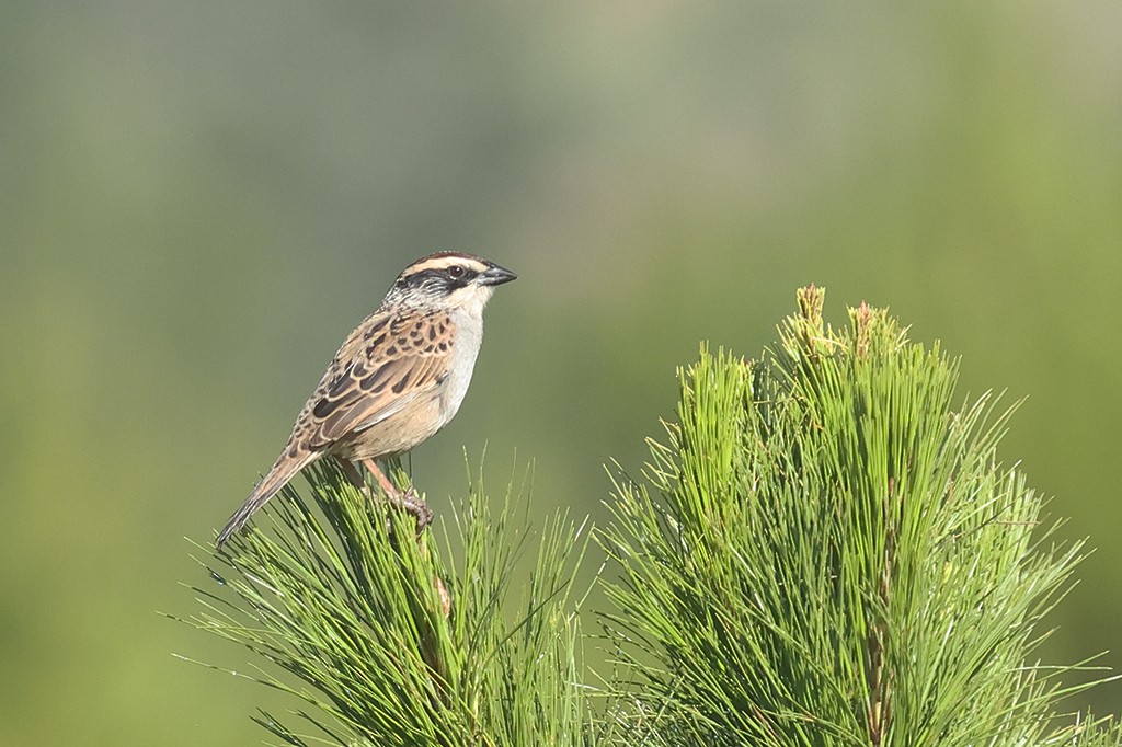 Striped Sparrow - manuel grosselet