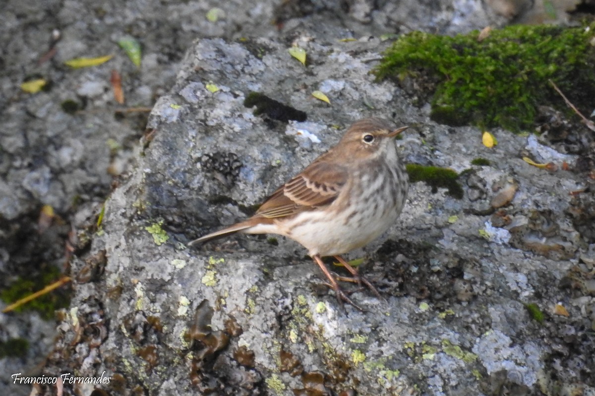 Water Pipit - ML38314091