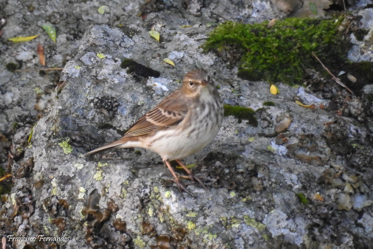 Water Pipit - ML38314101