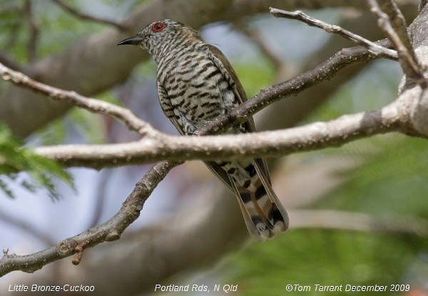 Little Bronze-Cuckoo - Tom Tarrant