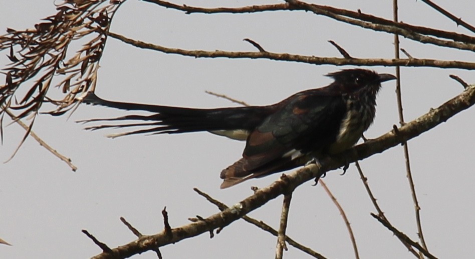 Levaillant's Cuckoo - pamela graber