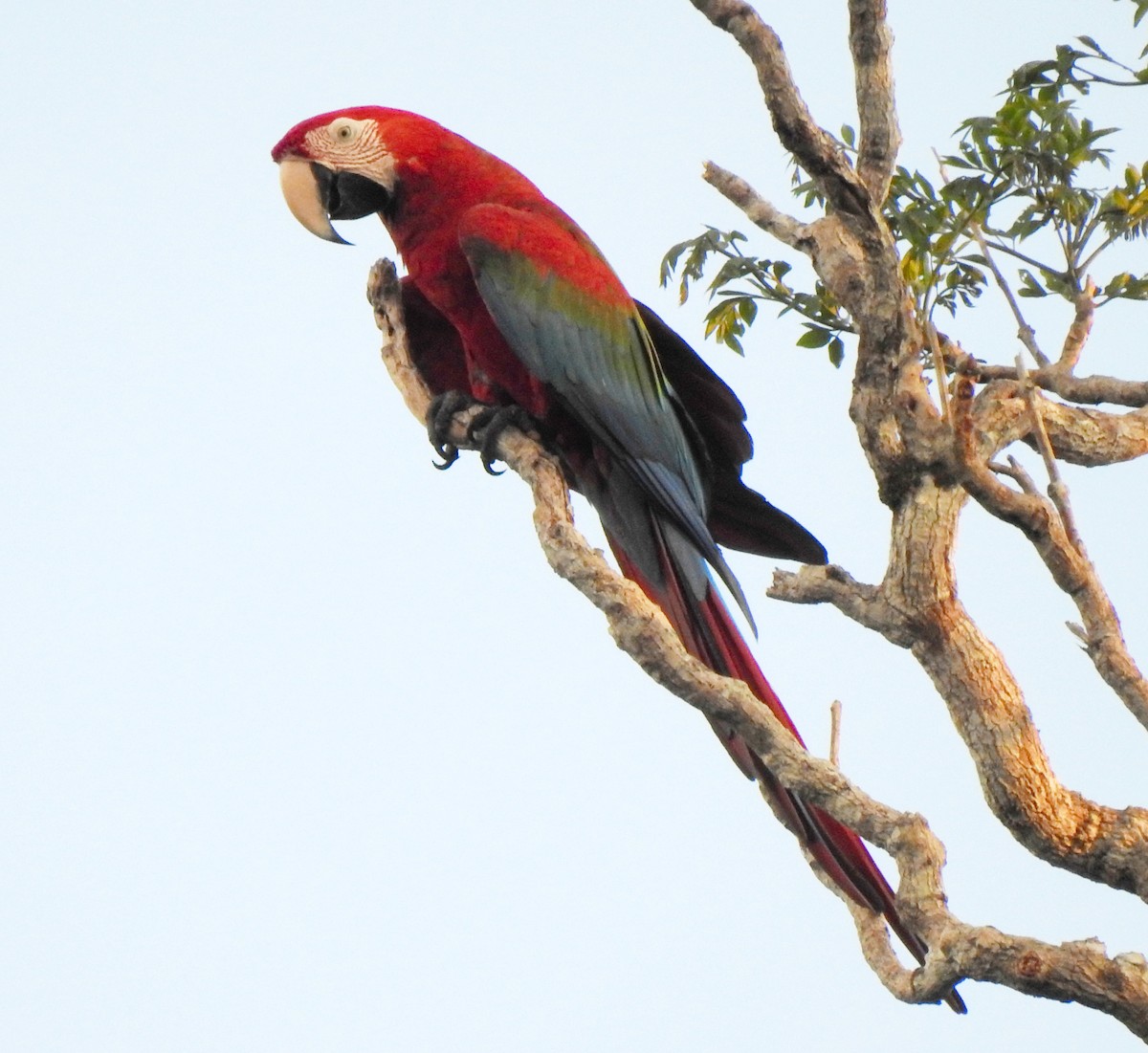 Red-and-green Macaw - Timothy White