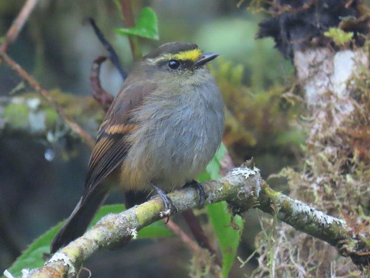 Golden-browed Chat-Tyrant - ML383159161