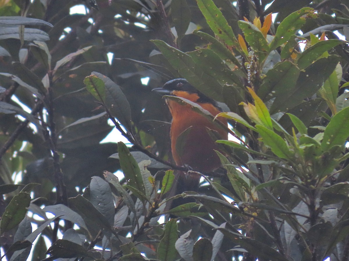 Chestnut-bellied Mountain Tanager - ML383159801
