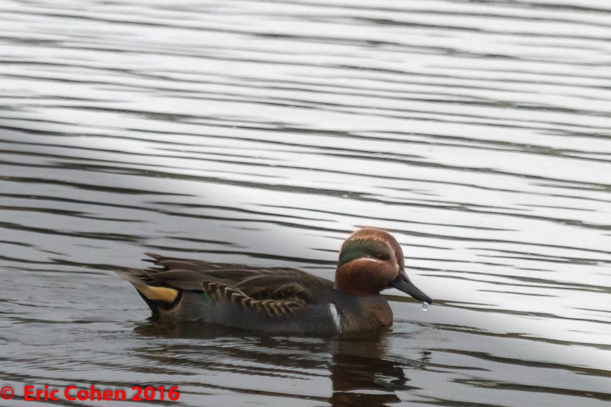 Green-winged Teal - ML38316441