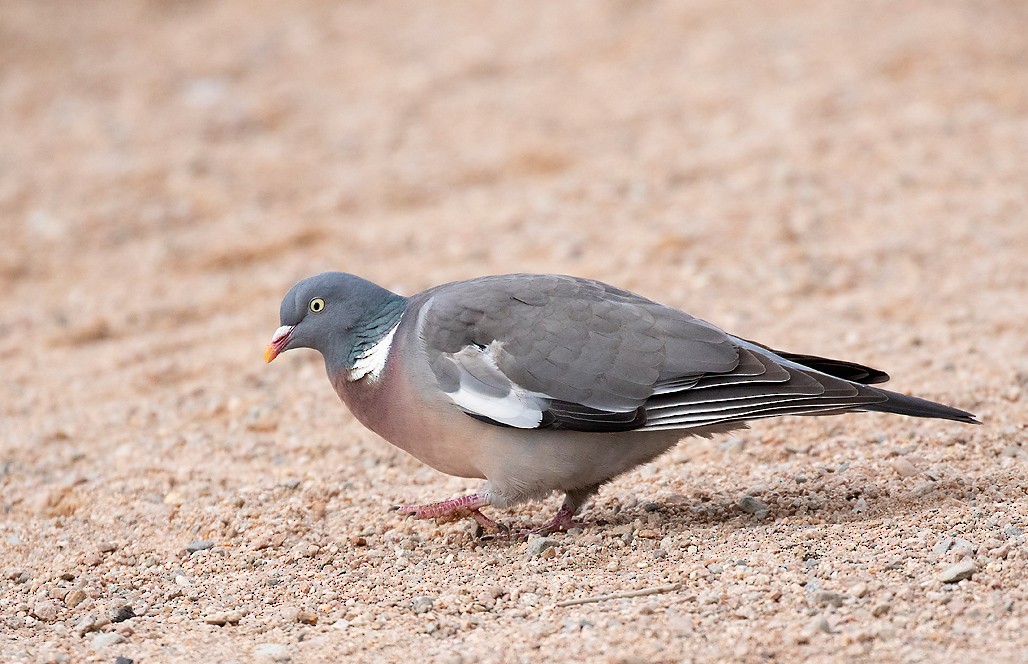 Common Wood-Pigeon - Peter Candido