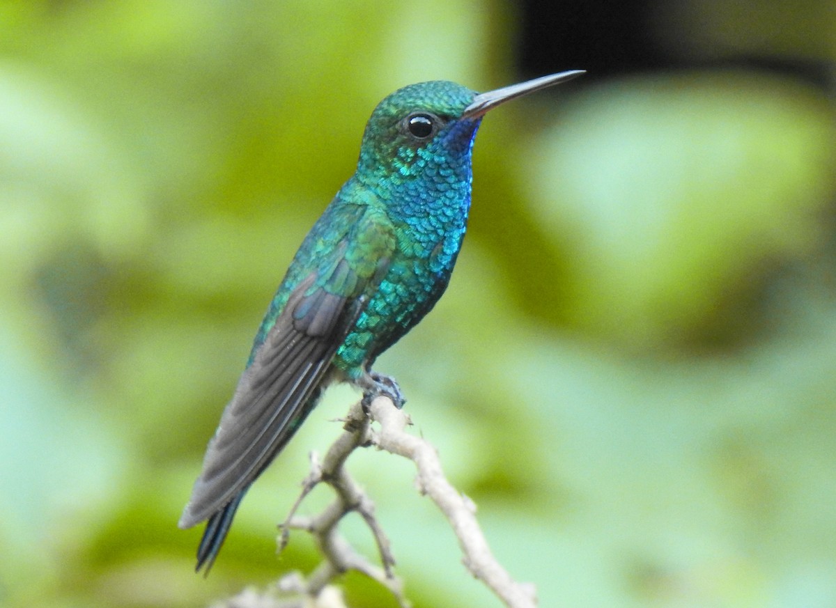 Blue-chinned Sapphire - Timothy White