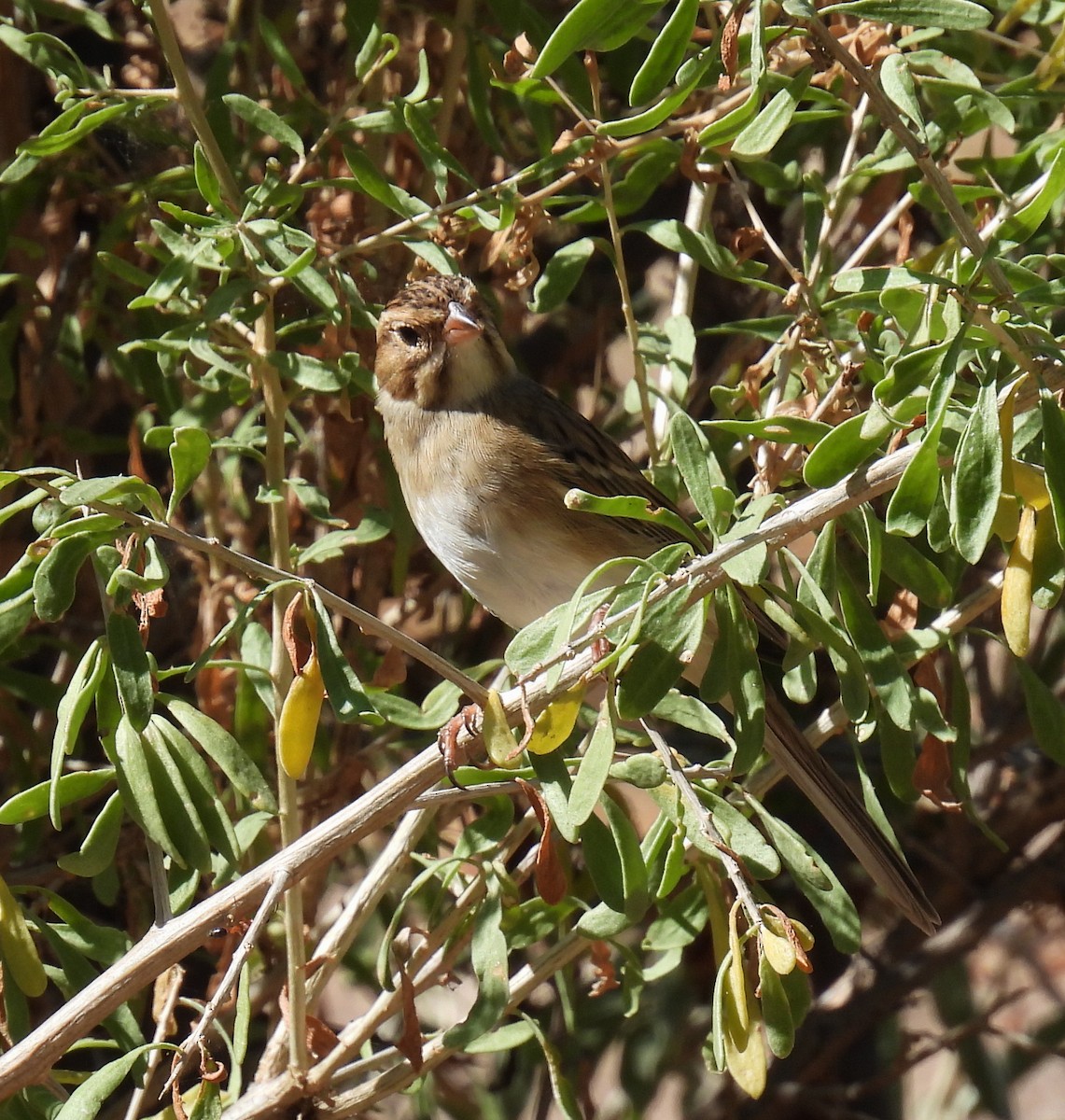 Clay-colored Sparrow - ML383172341