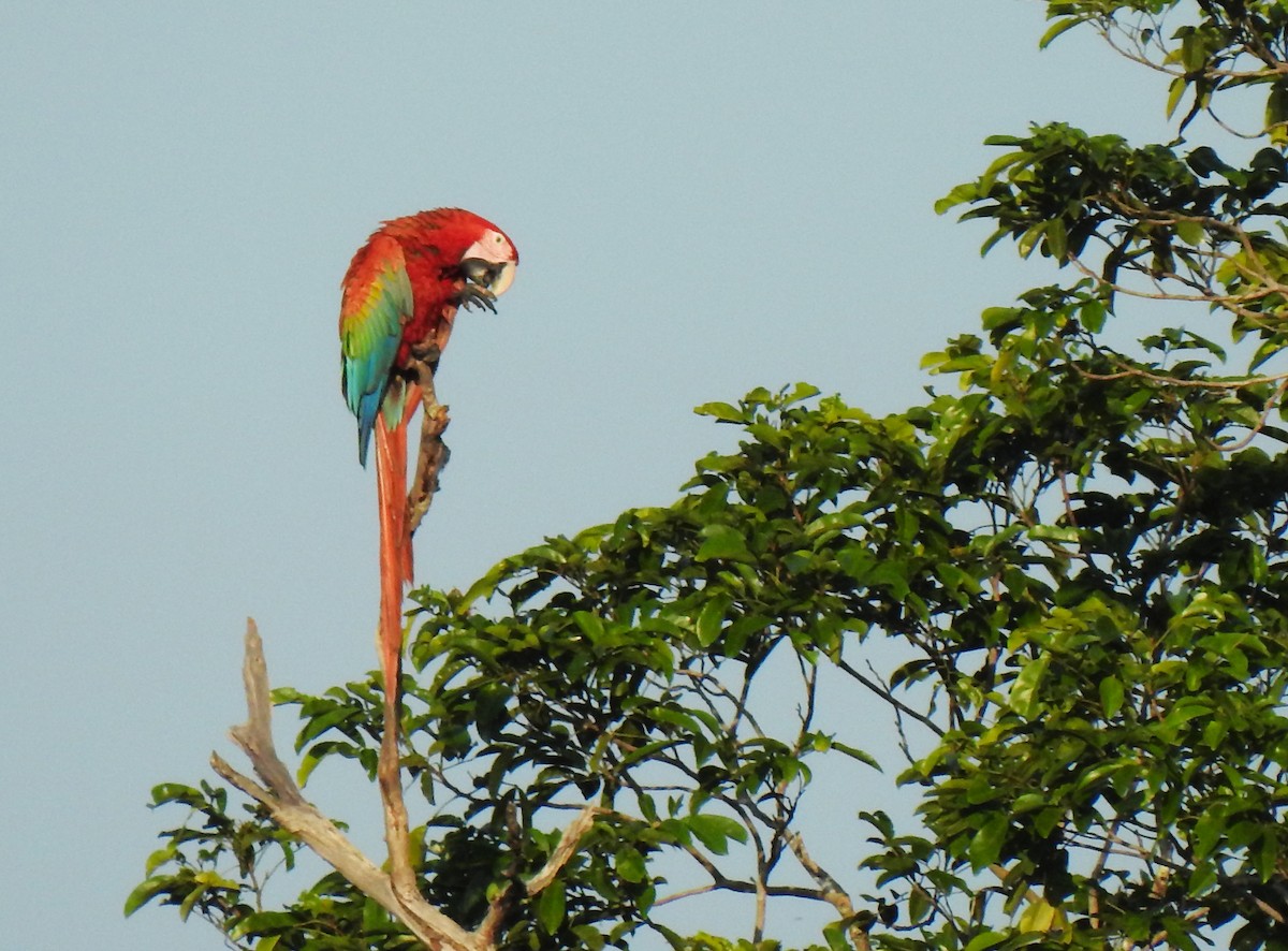 Scarlet Macaw - Timothy White