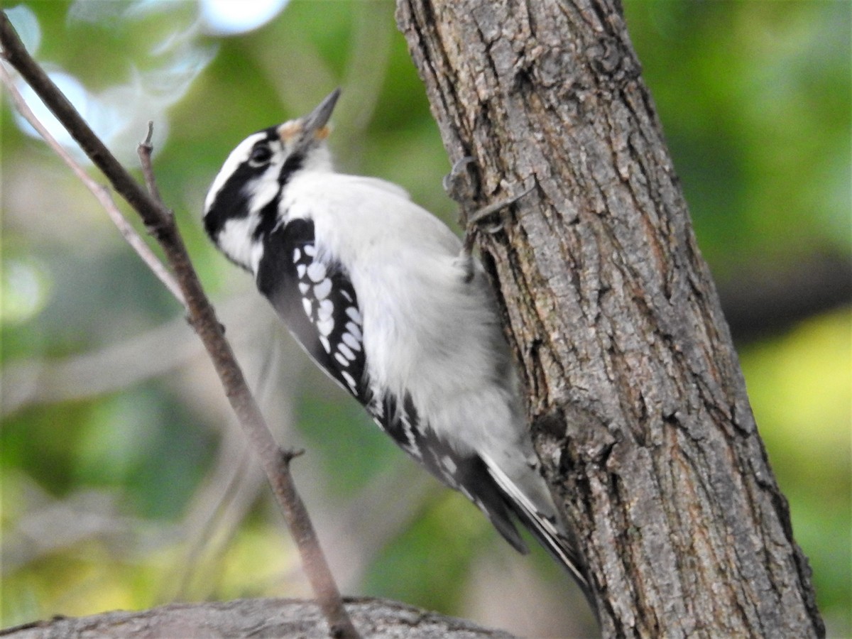 Downy Woodpecker - shelley seidman
