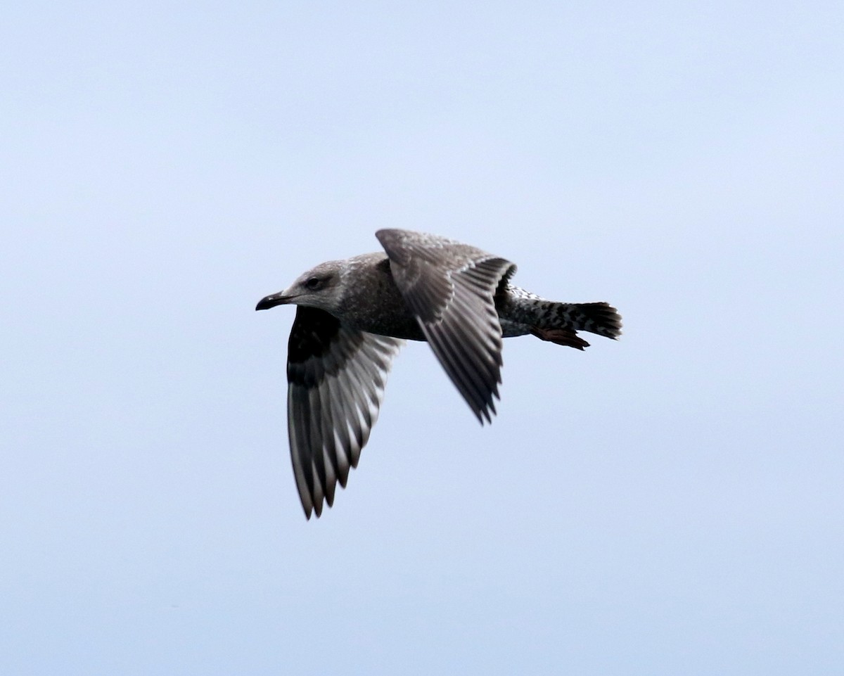 Iceland Gull (Thayer's) - David Lambeth