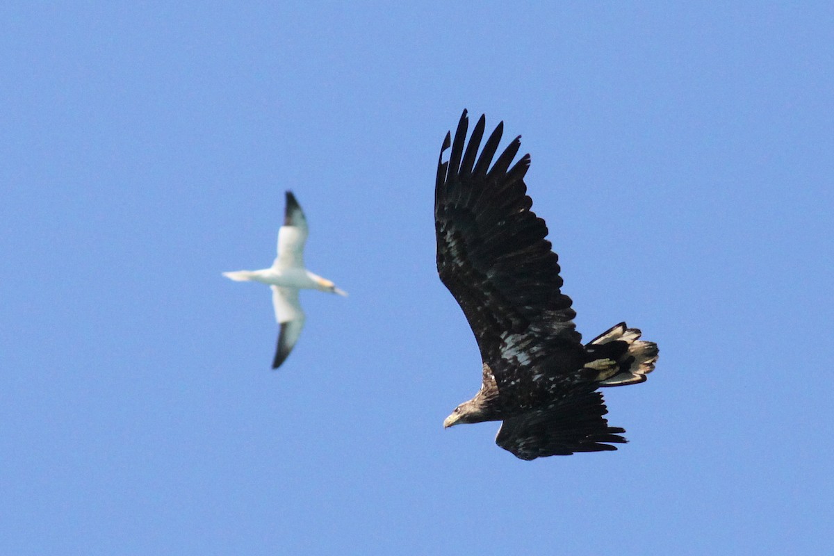 White-tailed Eagle - Knut Hansen
