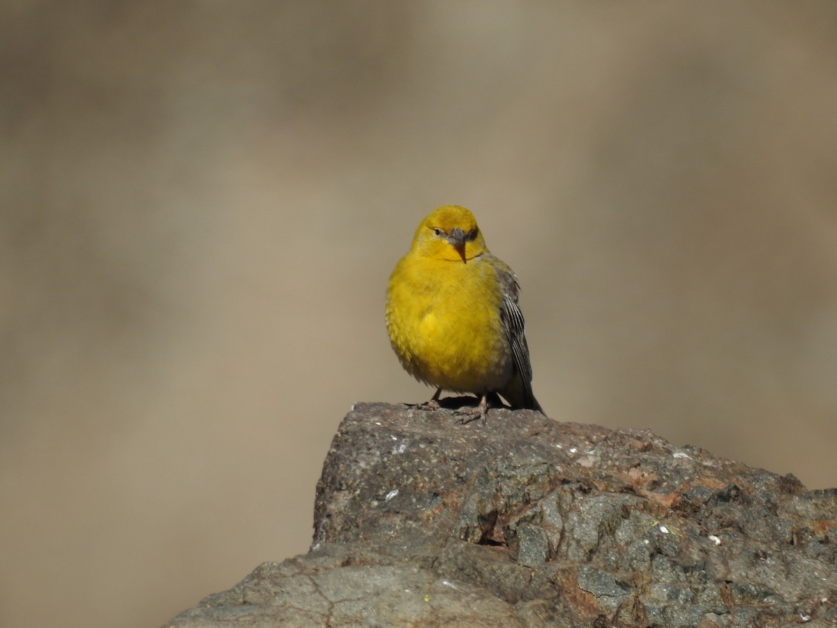 Greater Yellow-Finch - ML383190061