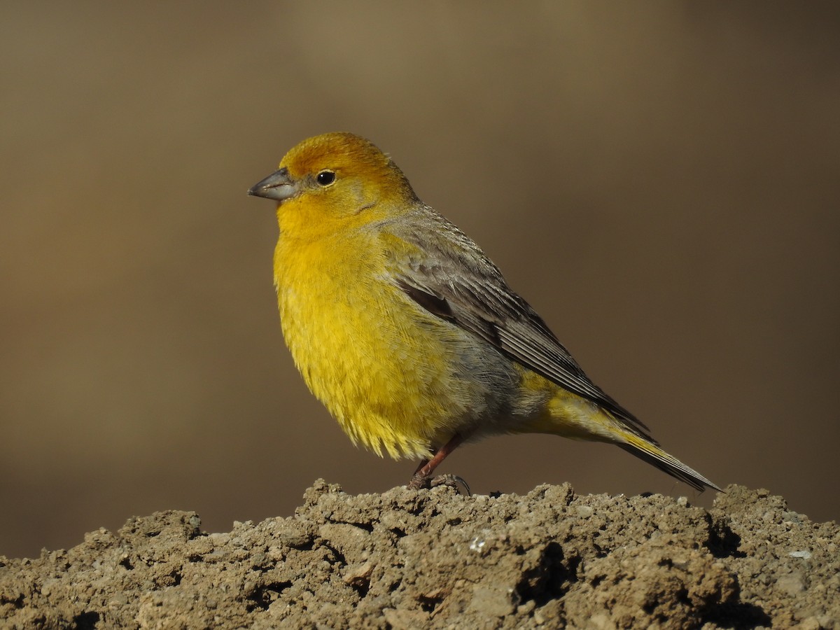 Greater Yellow-Finch - ML383192321