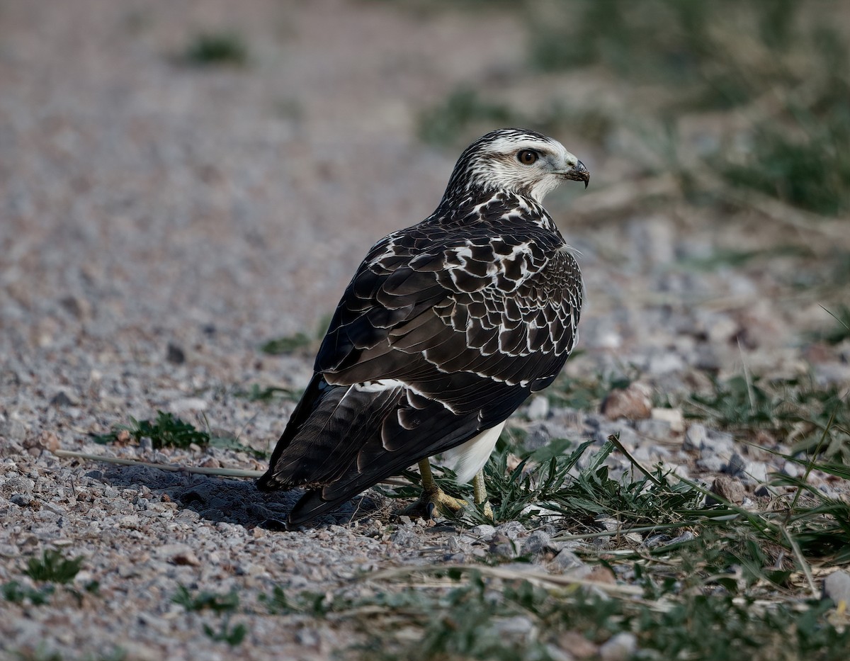 eBird Checklist 27 Oct 2021 Hackberry Flat WMAWeir Unit 1 species