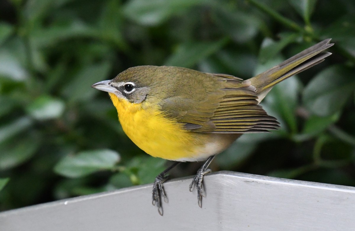 Yellow-breasted Chat - ML383199421