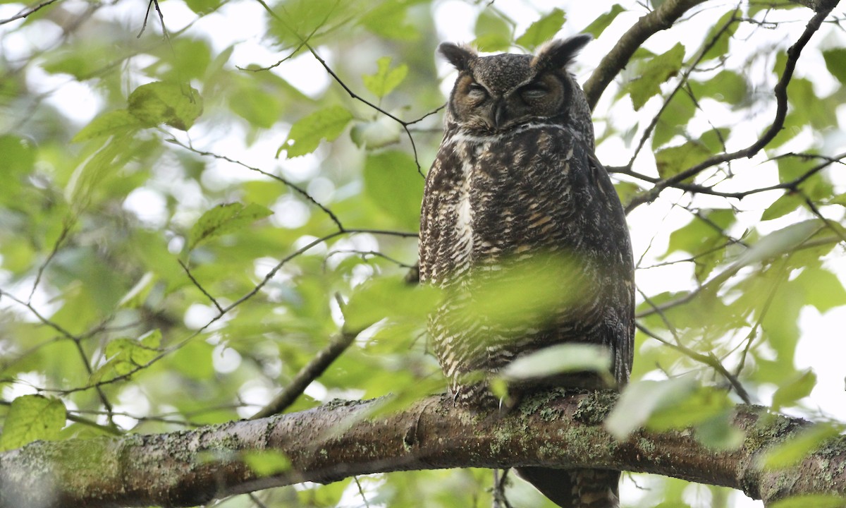 Great Horned Owl - Evan Larson
