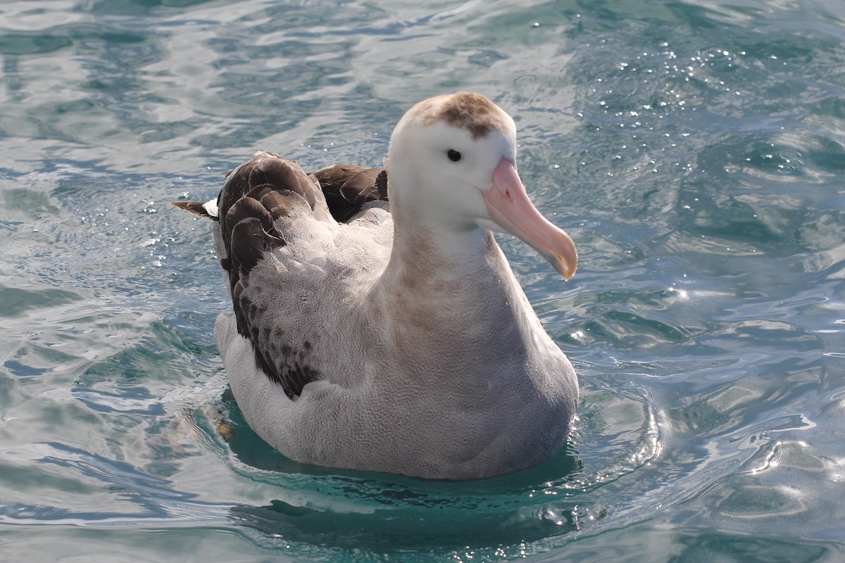 Antipodean Albatross (gibsoni) - ML383209761