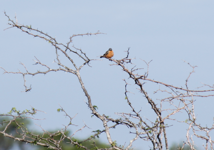 Tawny-bellied Seedeater - ML38320991