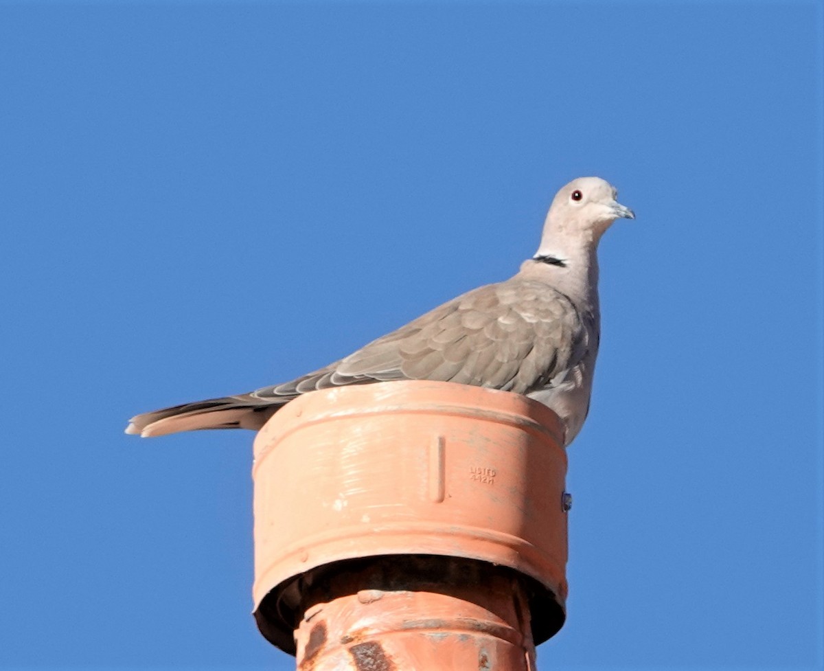 Eurasian Collared-Dove - ML383212171