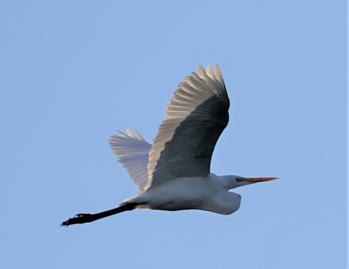 Great Egret - Mary-Rose Hoang